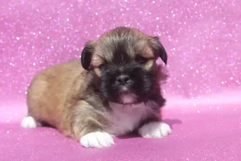 Lhassa Apso  Male Of Caniland'S Dream