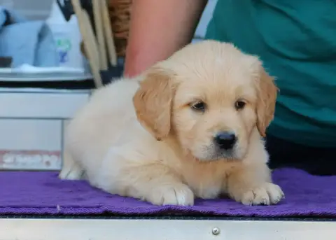 Golden Retriever  Chiot N°1 Mauve De Windy'Stia