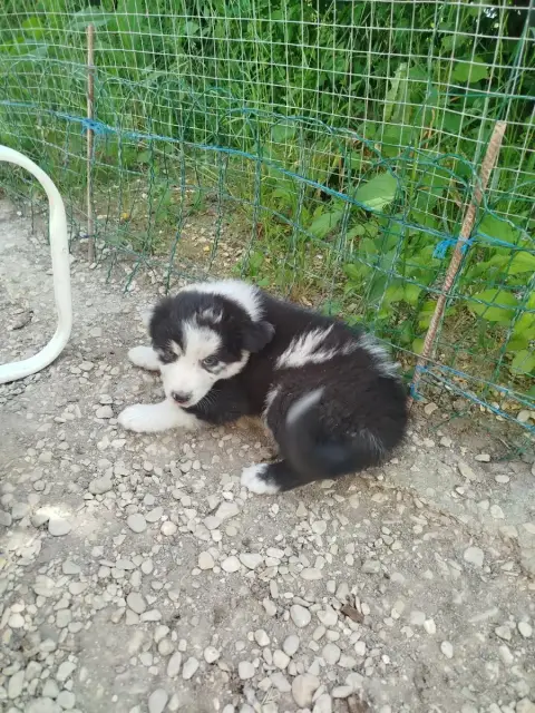 Berger Australien  Chiot 8 Des Ptits Bergers En Terre da79e
