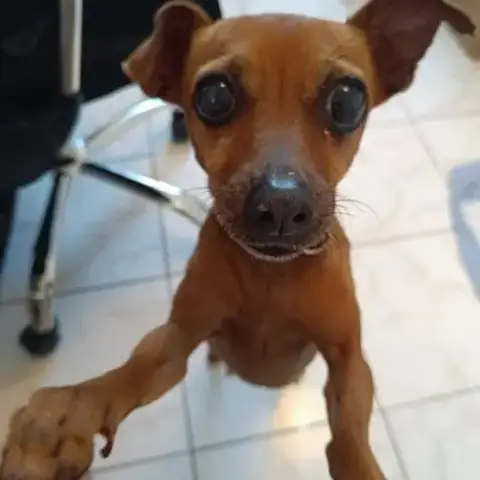 Roxy L'Amie Mini