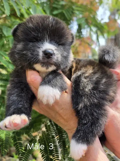 Akita 
                        Mâle 3 De La Joailleri 4ebbf