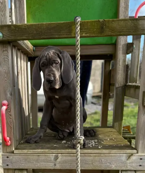 Dogue Allemand  Alana Du Jardin Royal