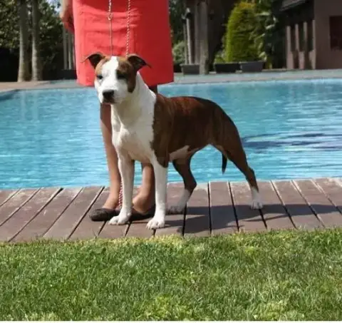 American Staffordshire Terrier photo 3