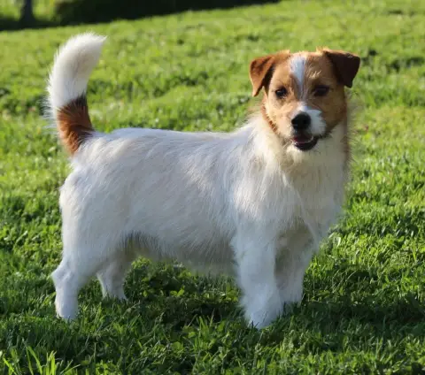Jack Russell Terrier  Boston Des Berges Du Brevon photo 3