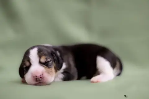Beagle  Sans Collier Du Domaine D'Amandine photo 2