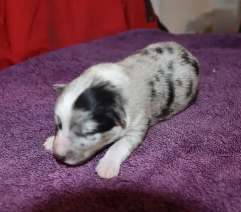 Shetland Sheepdog  Male Bleu Merle De La Combe Berail 7d56b