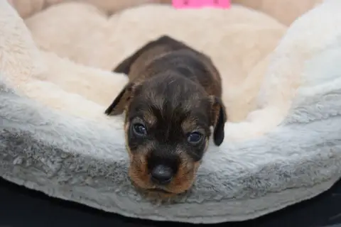 Teckel Poil Dur  Chiot N°6 Du Domaine Du Brame photo 2