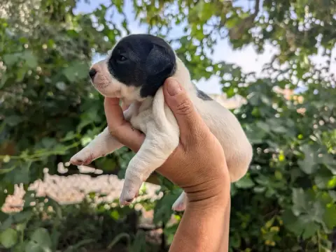 Parson Russell Terrier  Chiot N°1 Budawang