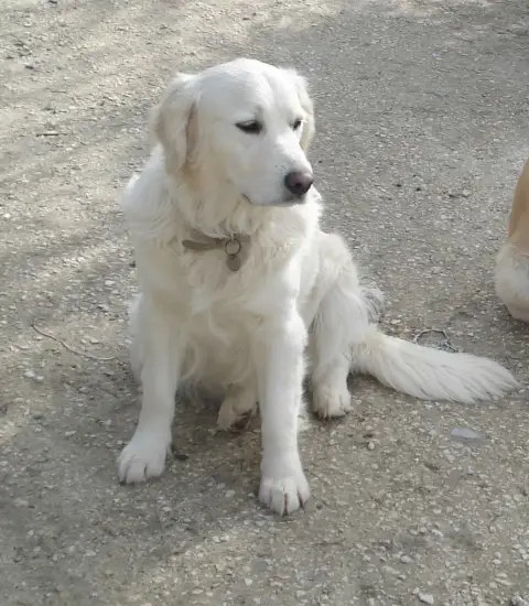 Golden Retriever  Chiot N°1 De La Vallee Des Monts Du f5fa3 photo 3