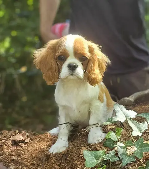 Cavalier King Charles Spaniel  Bridgerton Colin Of Li 9d524 photo 3