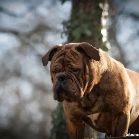 Chiots Bulldog Continental Lof À Réserver