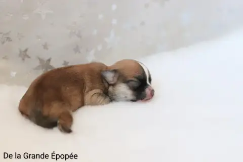Chihuahua  B... De La Grande Epopée