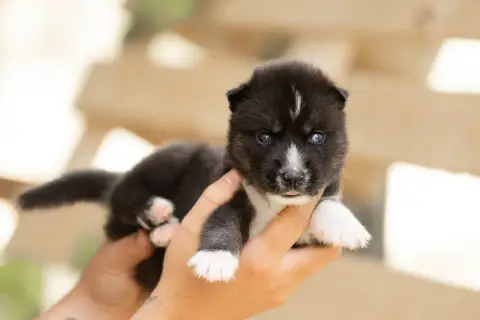 Siberian Husky  Be Yourself Zorsky