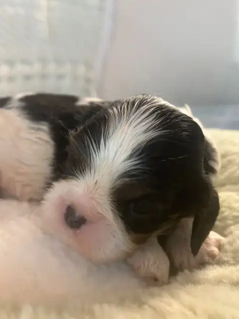 Cavalier King Charles Spaniel  Chiot 4 D'Ysatis photo 2