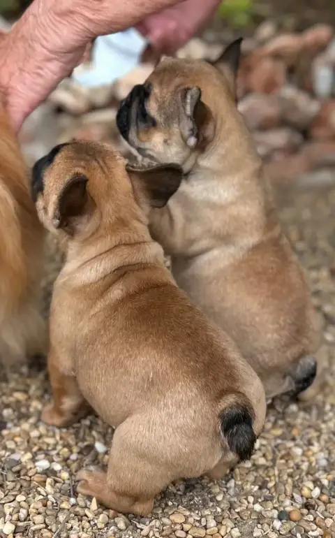 Bouledogue Français  Brigitte Du Roi De La Redingote 103cf photo 3