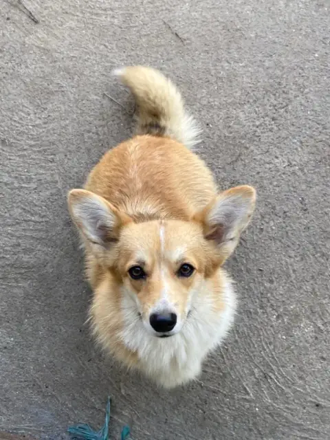 Welsh Corgi Pembroke  Chiot N°11 Du Domaine De La Bon 45c9c photo 3