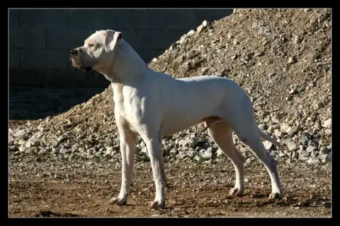 Dogo Argentino  Collier Gris Del Angel De Los Volcano 59ebc photo 3