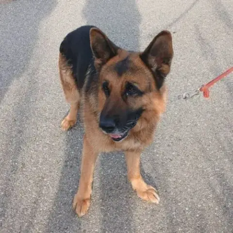 Chien Nash