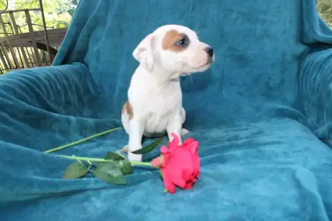 Staffordshire Bull Terrier  Chiot N°2 Des Terres De L db8d9 photo 3