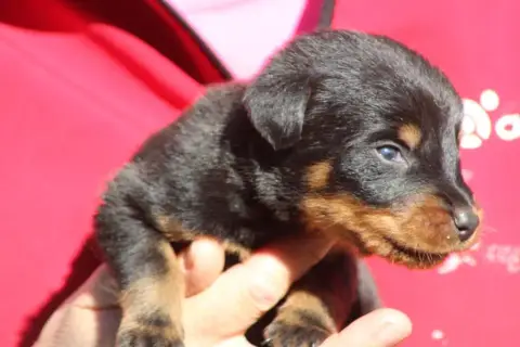 Berger De Beauce  Chiot 6 De Genevayse