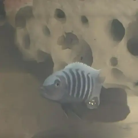 Cichlide Malawi