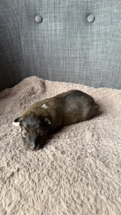 Shetland Sheepdog  Chiot 1 Du Banc Des Hermelles photo 2
