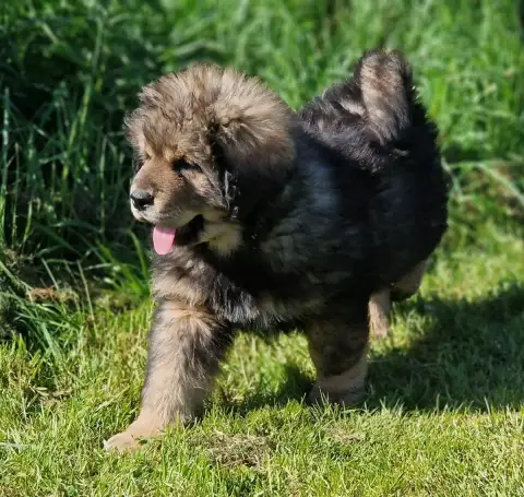 Dogue Du Tibet  Bao photo 2