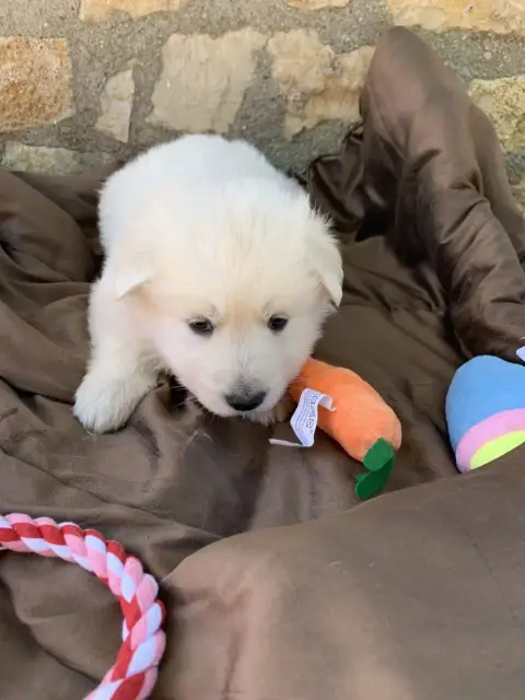 Berger Blanc Suisse  Collier Vert