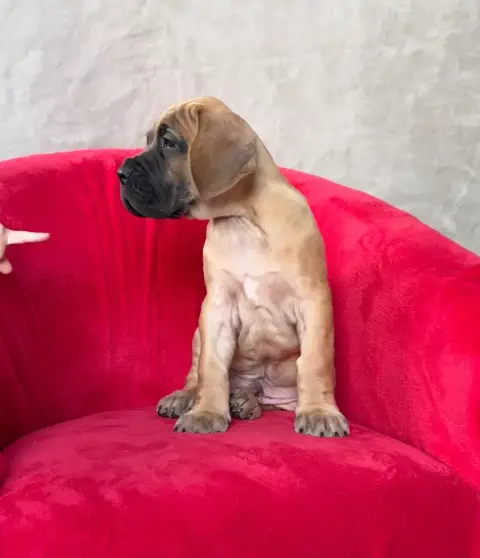 Dogue Allemand  Baldur Du Torrent Royal photo 2