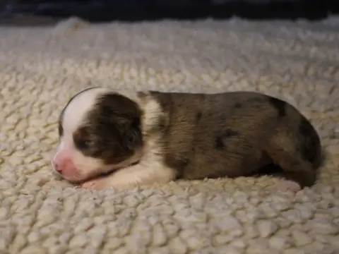 Berger Américain Miniature  Chiot N°5 Du Clos D'Arleq a4b47 photo 2