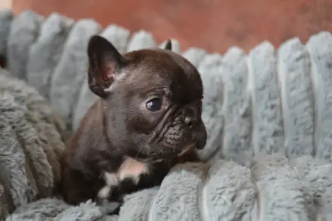 Bouledogue Français  Bilbao De La Cour De Mimali
