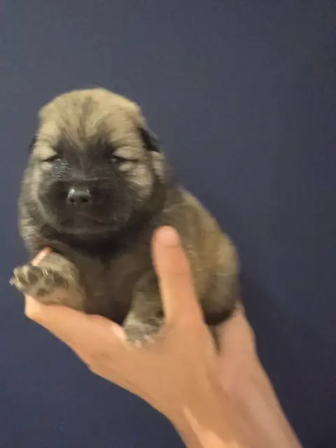 Eurasier  Azur Du Royaume D'Ebène