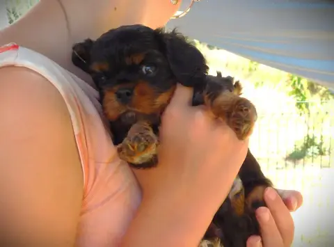 Cavalier King Charles Spaniel  M2 Noir Et Feu Du Para b8a4e photo 3