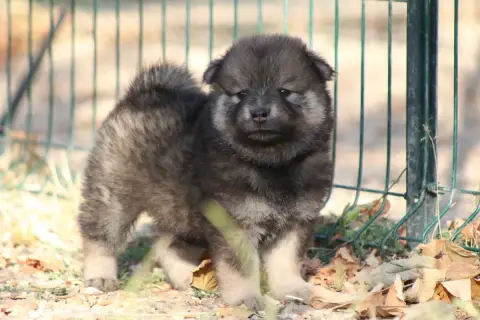 Eurasier  Collier Multicolore Du Domaine D'Alvheim