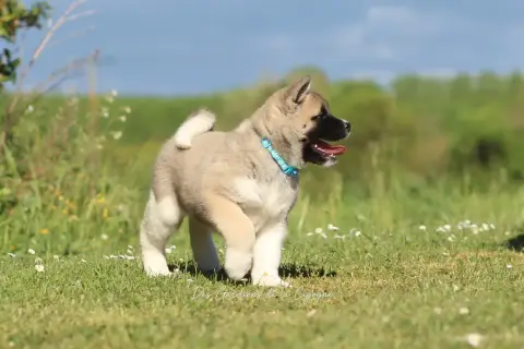 Akita Americain  Be My Love Des Gardiens De La Cigogn a2c5d photo 2