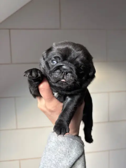 Carlin  Bagheera Des Bouilles De Clown photo 2