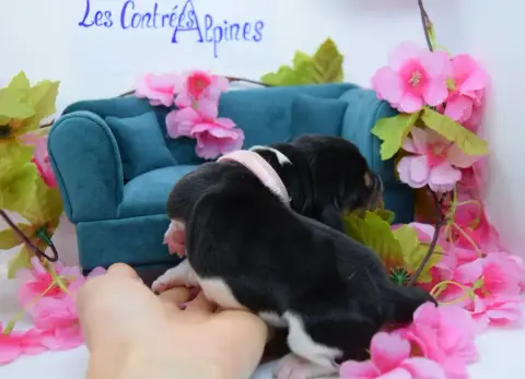 Basset Hound  Brioche Des Contrées Alpines photo 2
