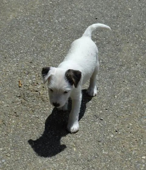 Parson Russell Terrier  Bounty Du Jardin D'Inuko photo 3