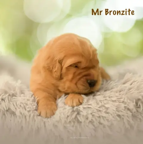 Golden Retriever 
                        Monsieur Br f1cfe photo 2