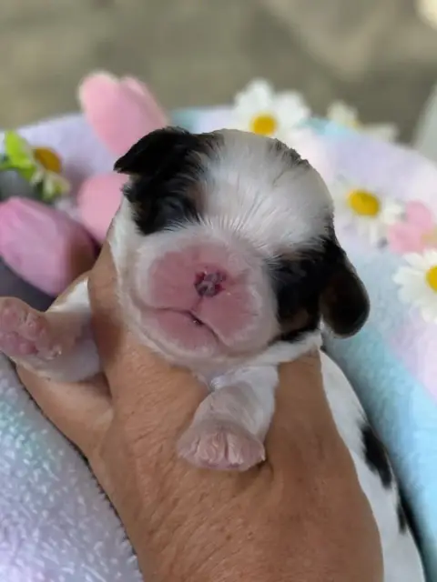 Cavalier King Charles Spaniel  B Du Mas De Dixie
