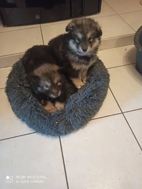 Alaskan Malamute photo 2