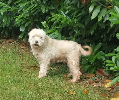 Terrier Tibetain  Chiot N°1 Des Marais De Courmont