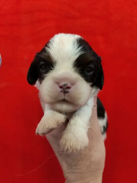 Cavalier King Charles Spaniel  Joli Male Tricolore Du f1a43