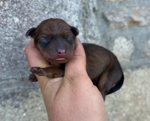 Pinscher Nain  Chiot 3 De La Plaine Bretonne