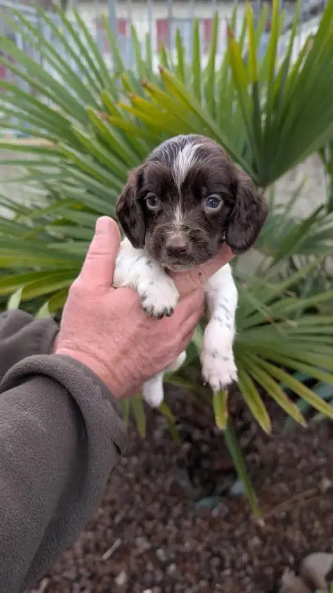 English Springer Spaniel  Chiot N°4 De Torlhak