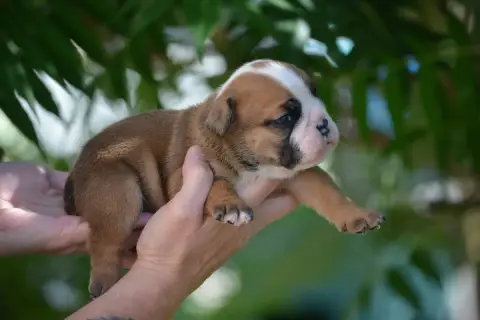 Bulldog Anglais  Mâle 2 Zaze Royale Pepite Dog