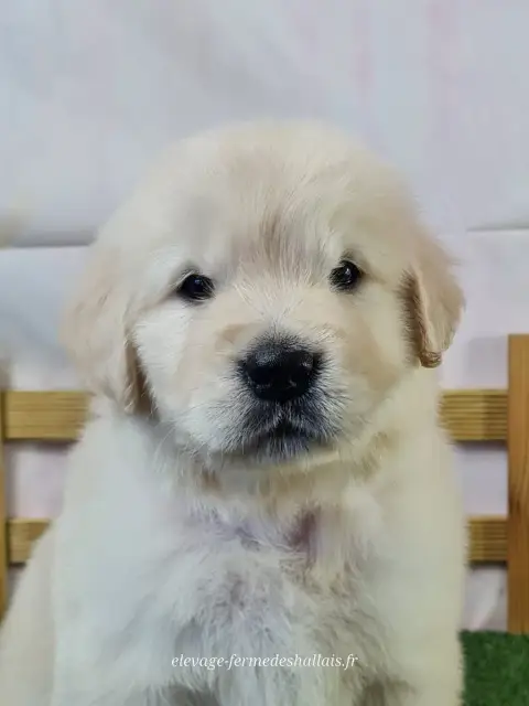 Golden Retriever  Balrog Du Mont De La Chenaie
