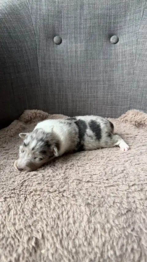 Shetland Sheepdog  Chiot 1 Du Banc Des Hermelles photo 2
