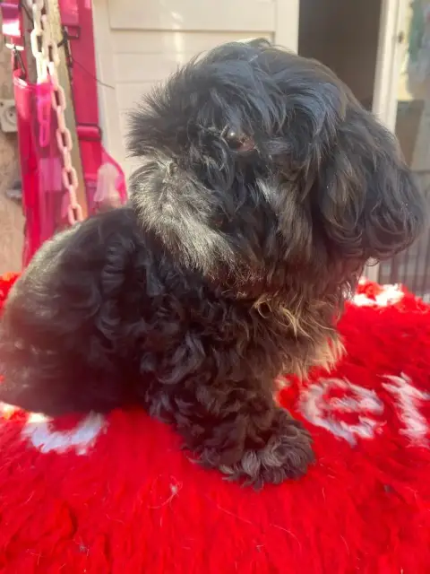 Shih Tzu  Andy photo 2