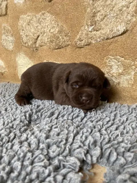 Labrador Retriever  Chiot N°4 Du Moulin De Madjurie aa5fb